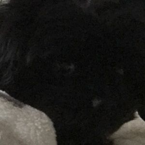 Meet your Posher, Jane